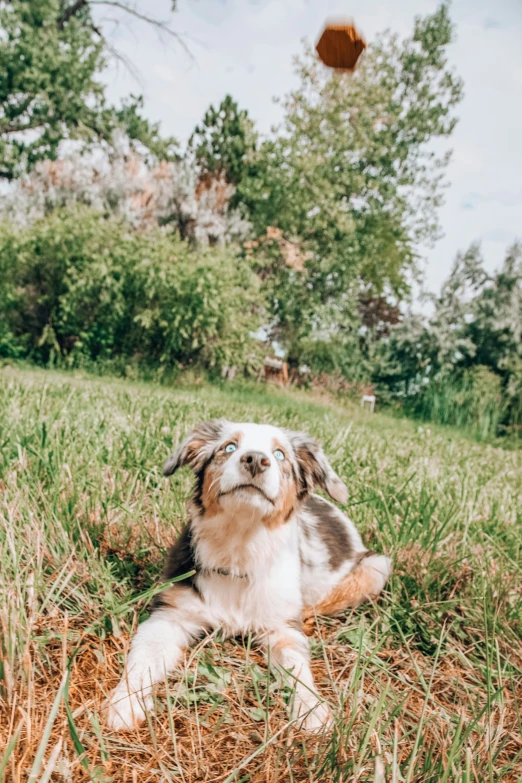 small dog lying on dry ground with a flying disk behind it