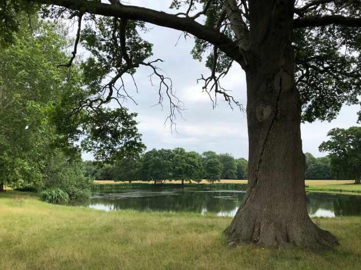 a large tree that is by some water