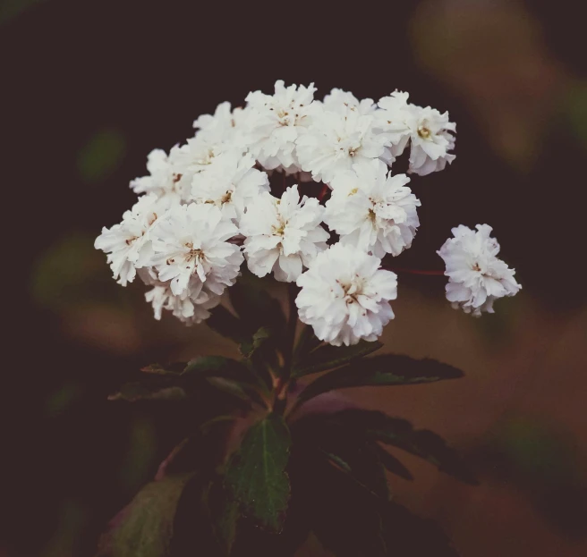 white flowers with green leaves are seen here