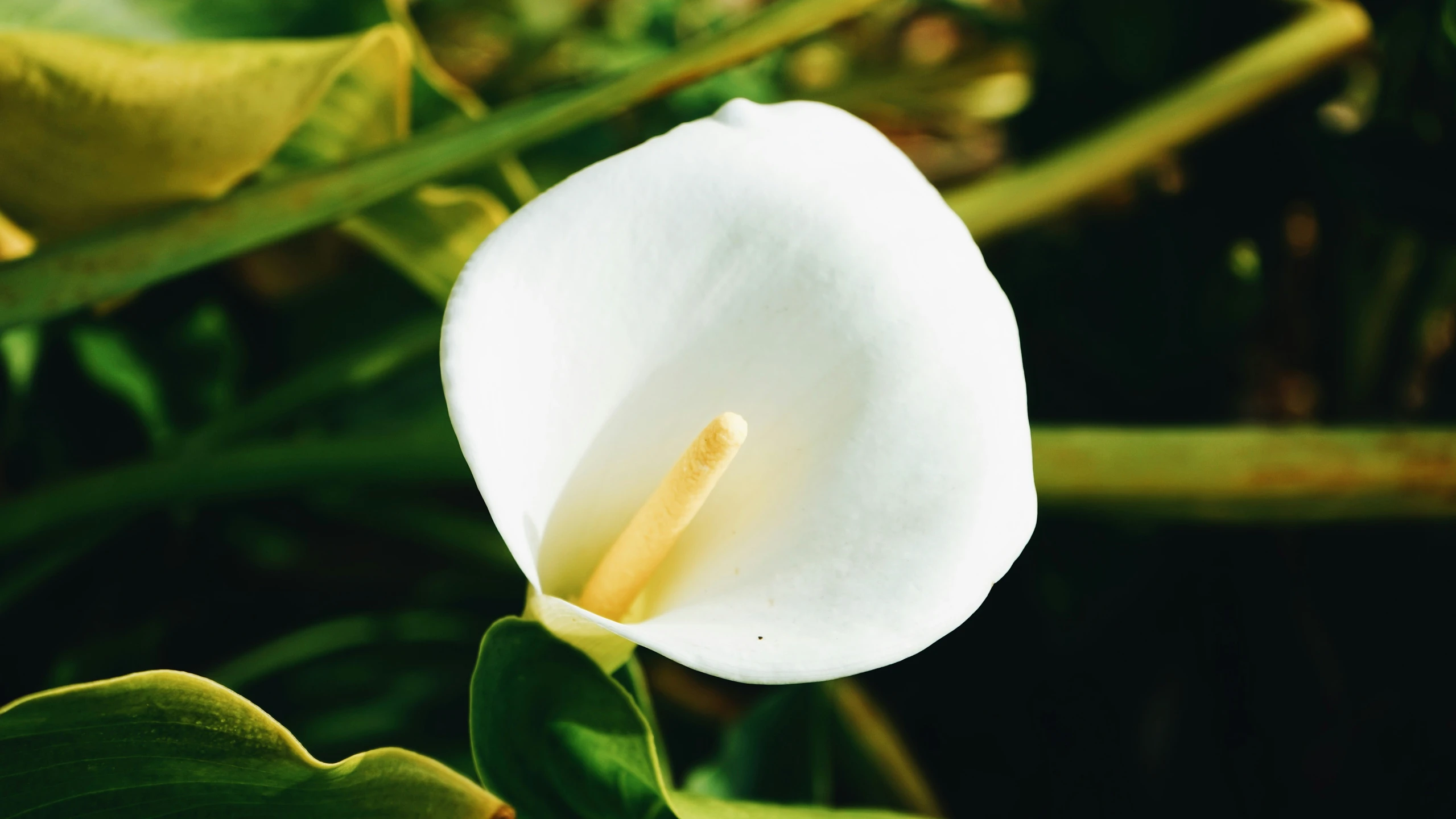 a white flower is in the foreground with green leaves