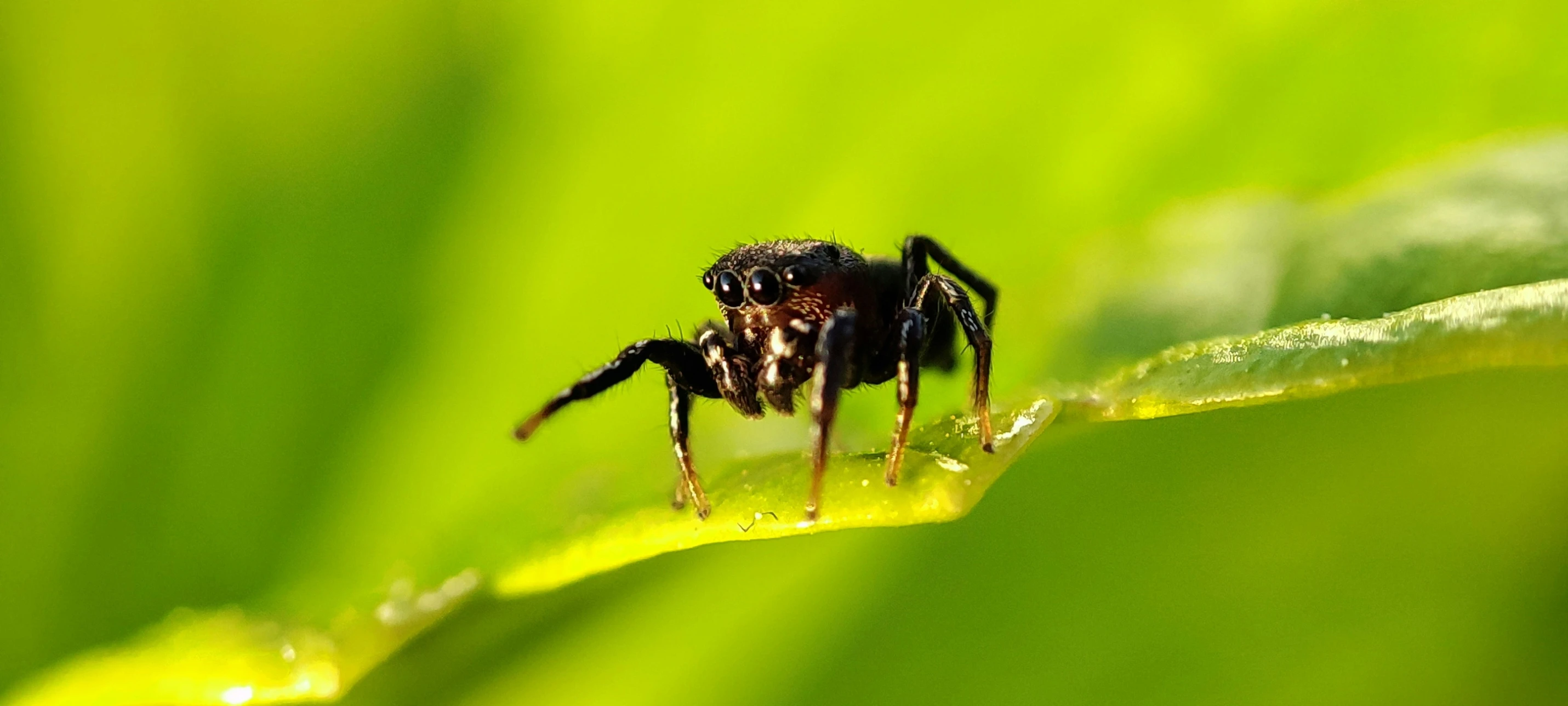 a close up of a spider sitting on a leaf