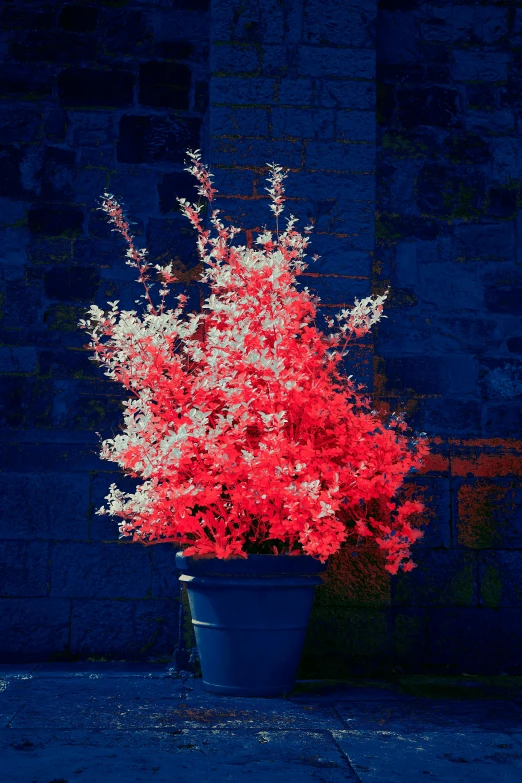 a bush of red and white flowers sitting in a blue pot