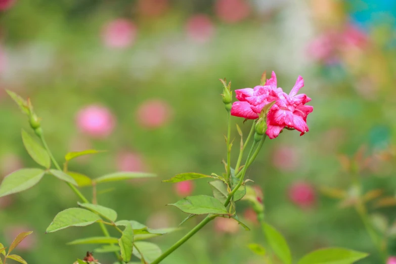 the pink flowers are blooming on the stalk