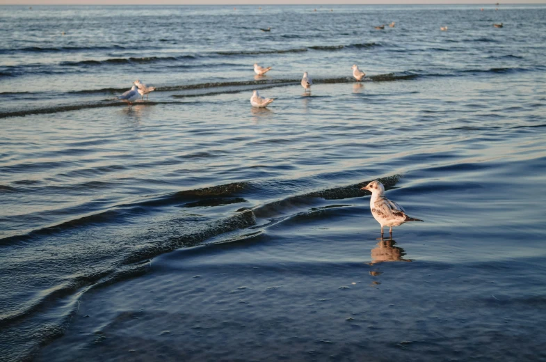 the birds are standing in shallow water next to the shore