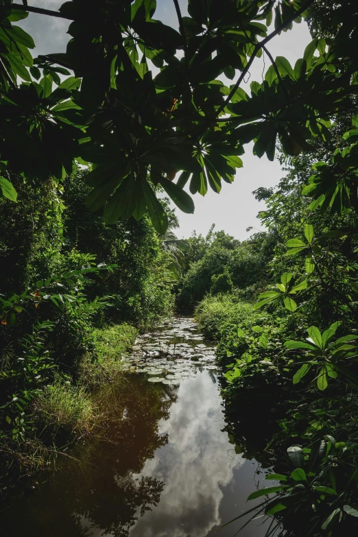 a river runs through dense greenery and clouds