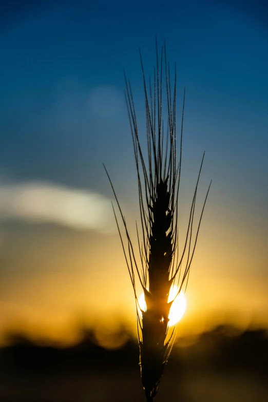 the sun is setting with the sprouts of grass