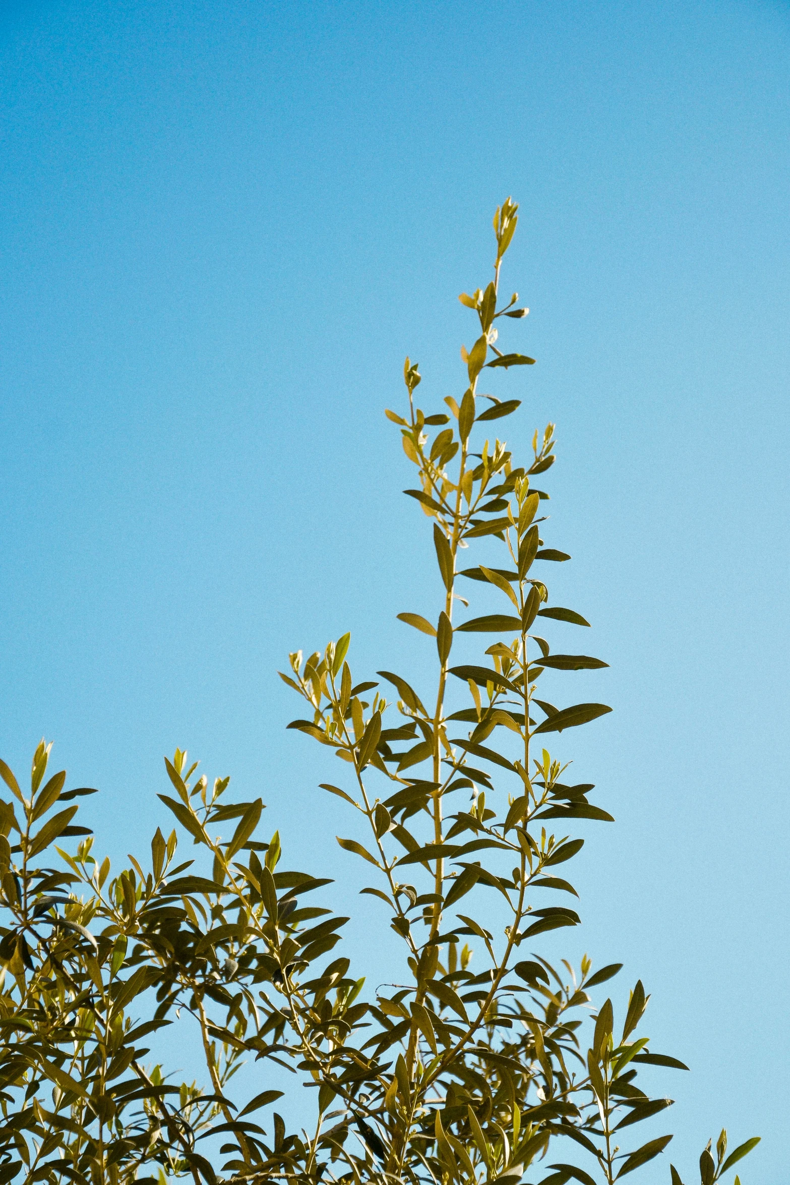 a large leafy green tree with a blue sky in the background