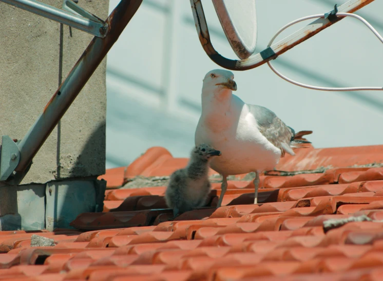 two birds stand on top of an orange tiled roof