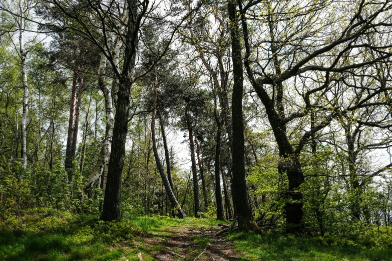 a path winding through a forest, near many small trees