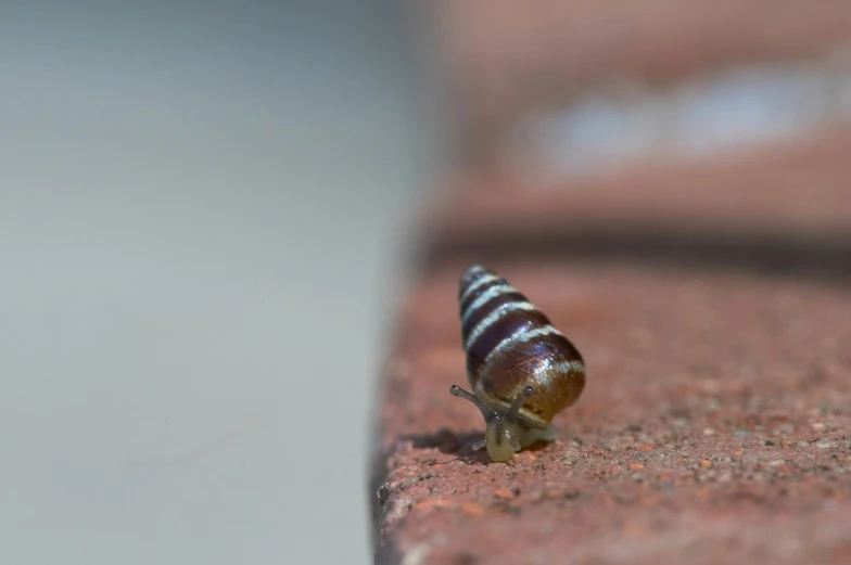 the small snail is crawling near a bench