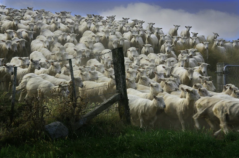 many sheep walking side by side in the grass