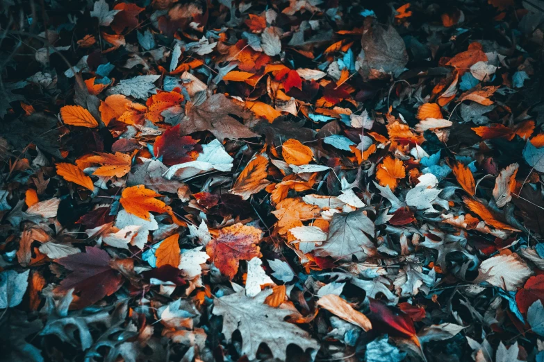 a pile of leaf strewn on top of a pile of snow