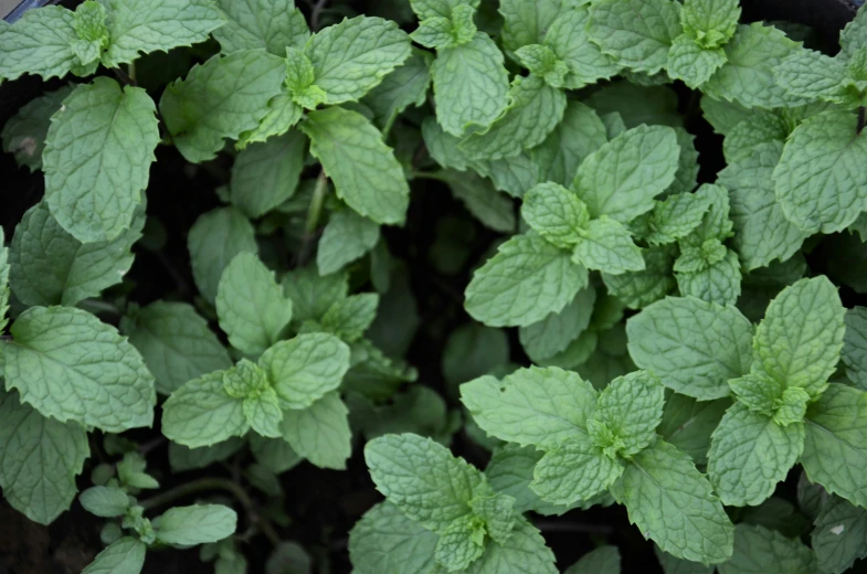 green plants growing in a pot next to each other