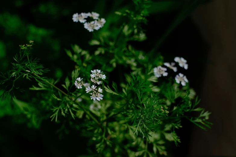 some white flowers on a bush with lots of green leaves