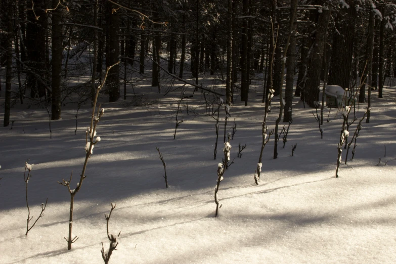 several trees in the snow with white snow