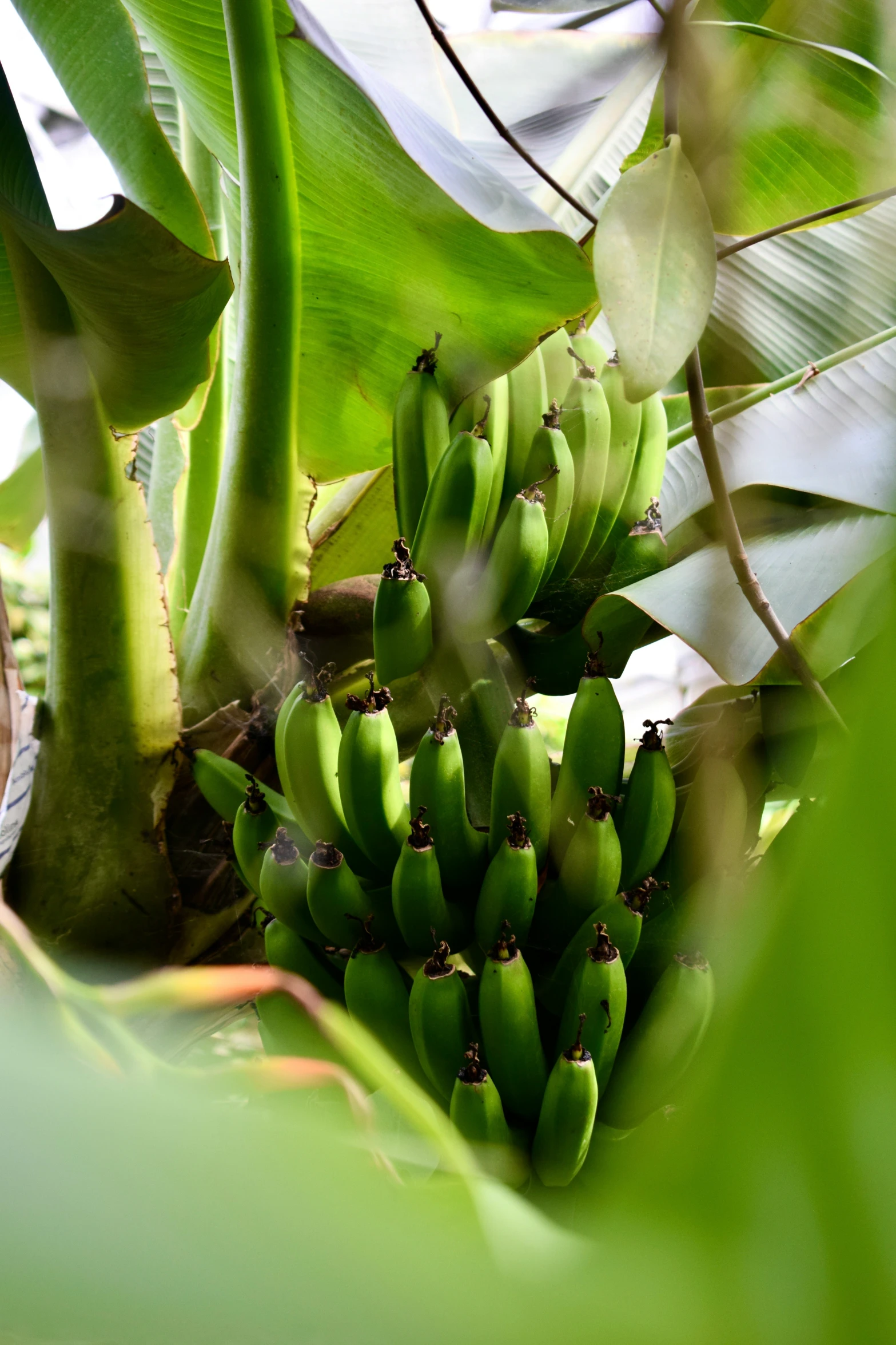 the green bananas are growing and ripening