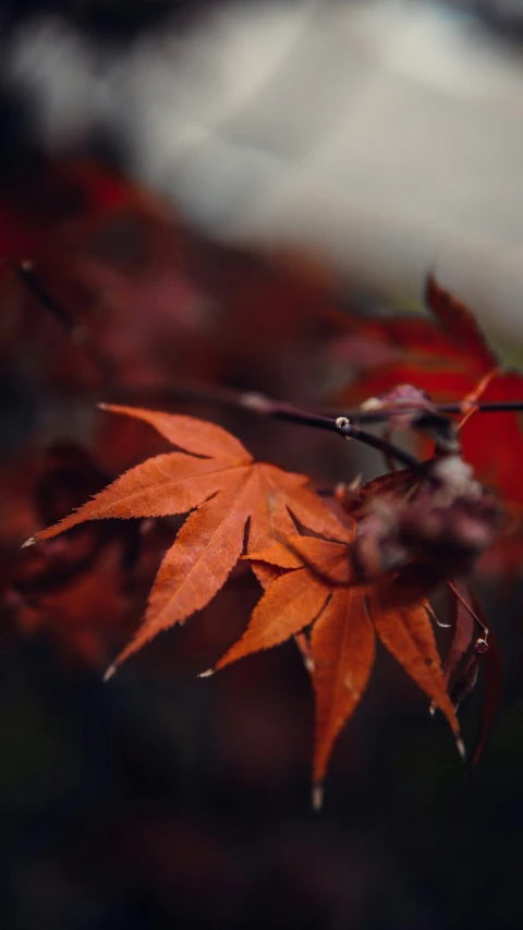 leaves on the tree nch, with a blurry background