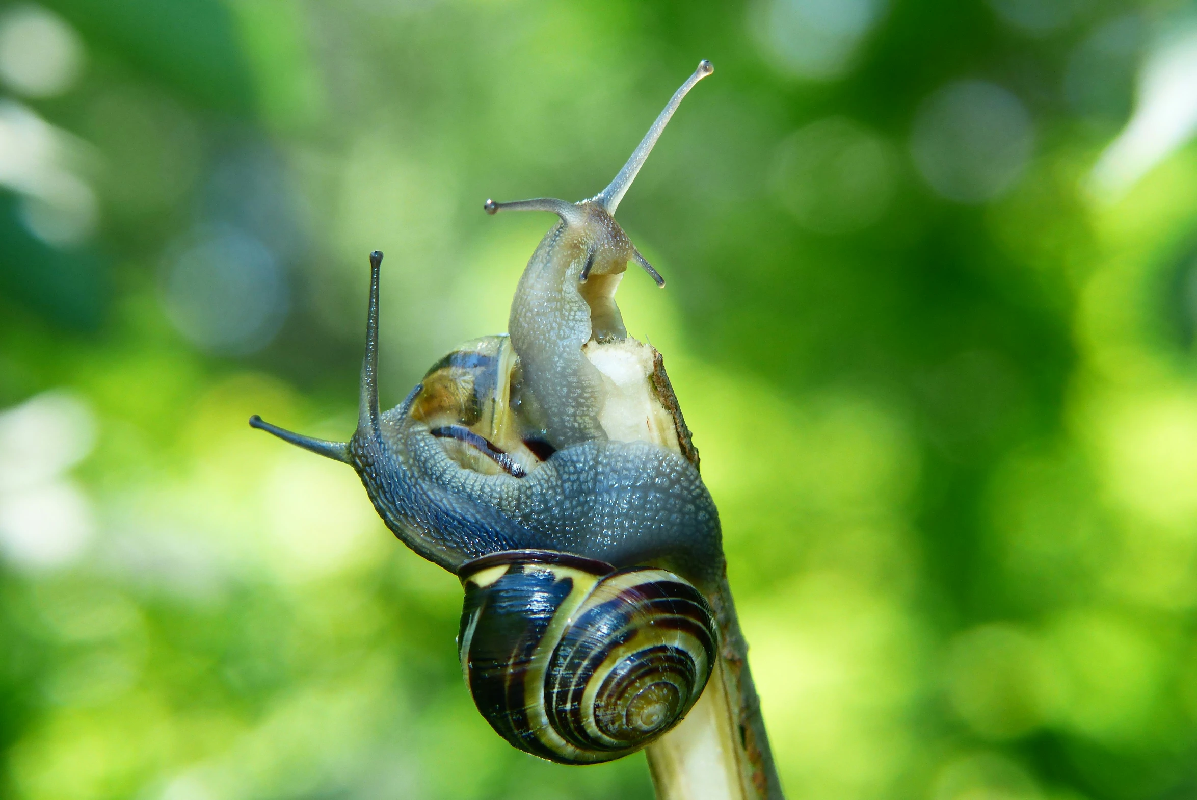 two snails crawling next to each other on top of a leaf