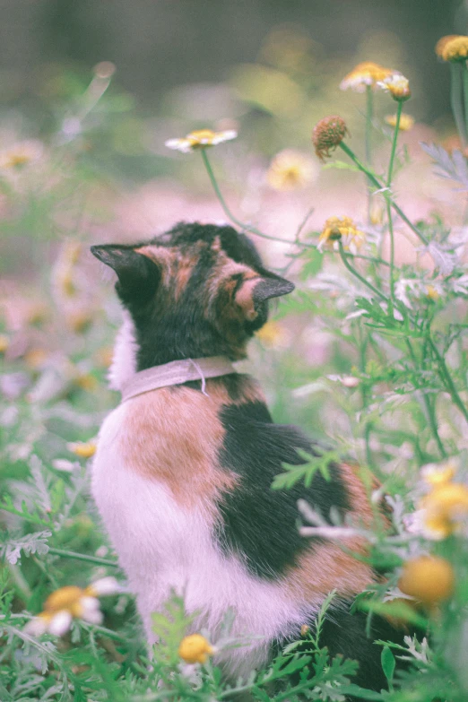 a cat with brown, black, and white fur looks at a dandelion plant