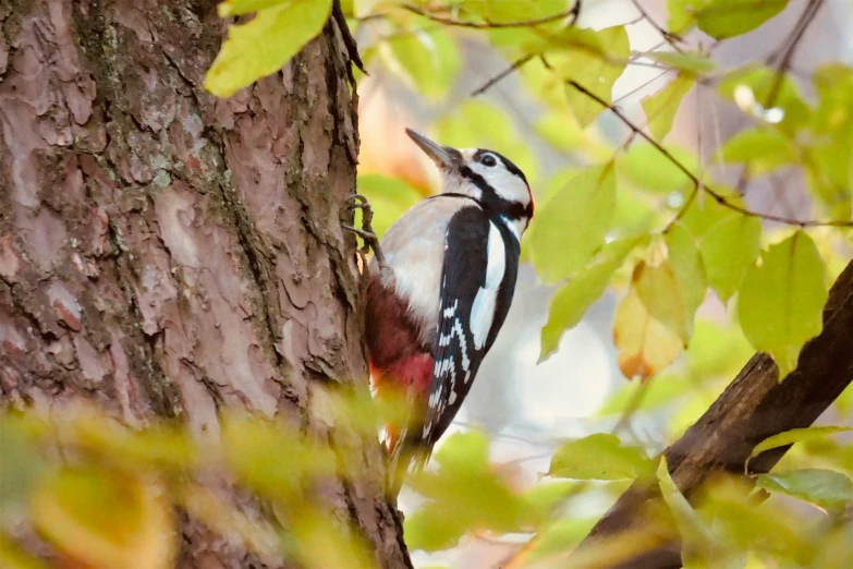 the white - black bird with orange beak is perched on a tree