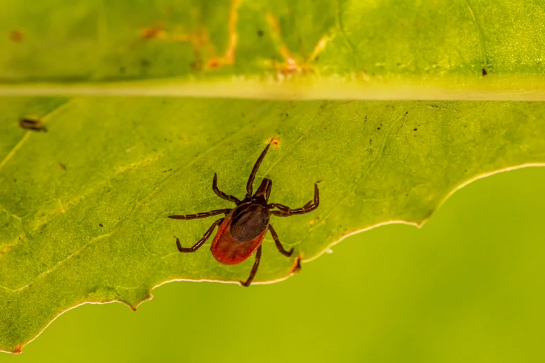 a red spider on a leaf that is green