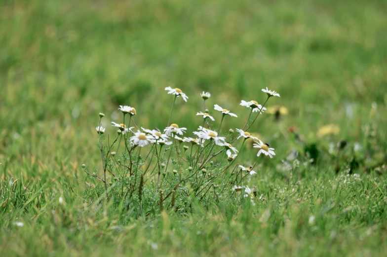 some flowers growing out of the ground in the grass