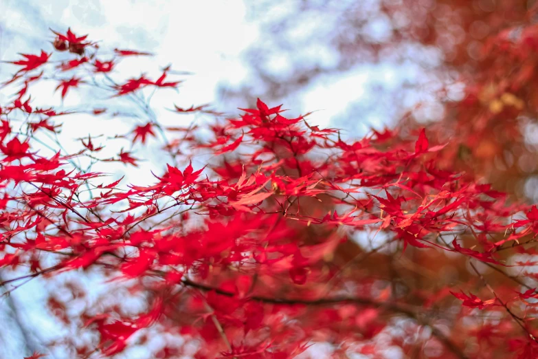 close up of red leaves from a tree