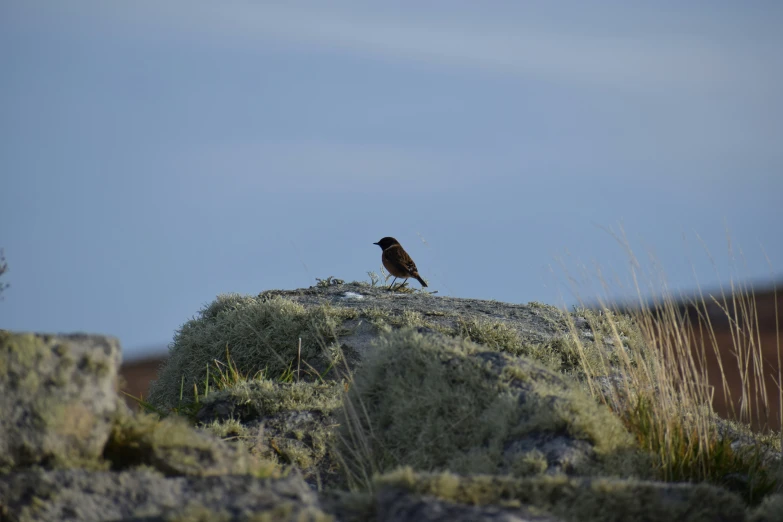 a black bird sits on a large rock