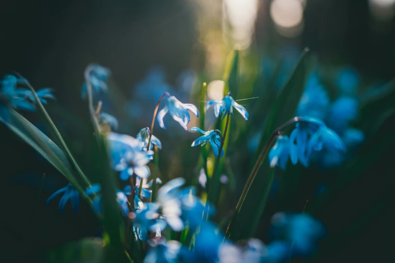 the blue flowers are starting to wilt