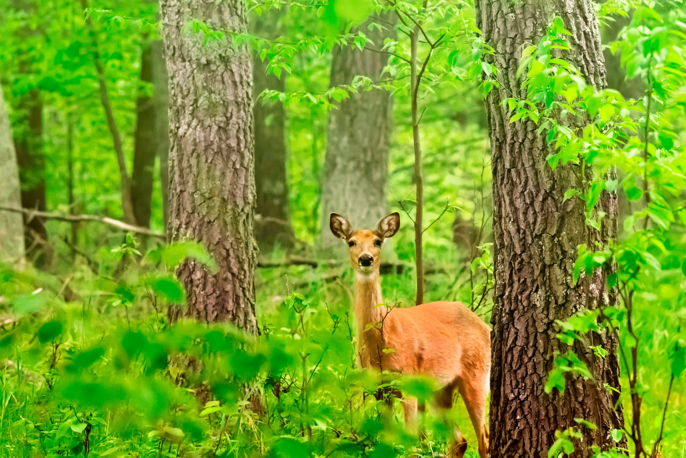 deer standing in a lush green forest