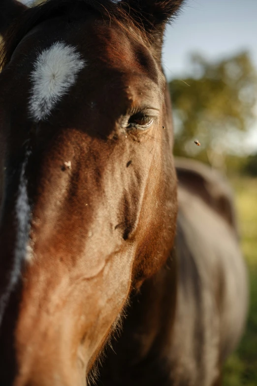 the horse is standing in front of some trees