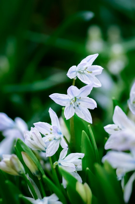 a bunch of white flowers growing in the grass