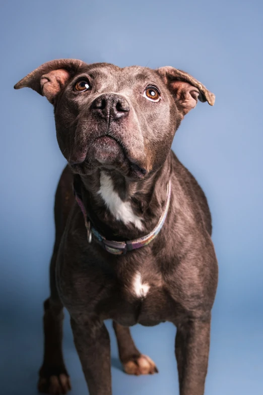 a very cute looking dog standing on a blue floor