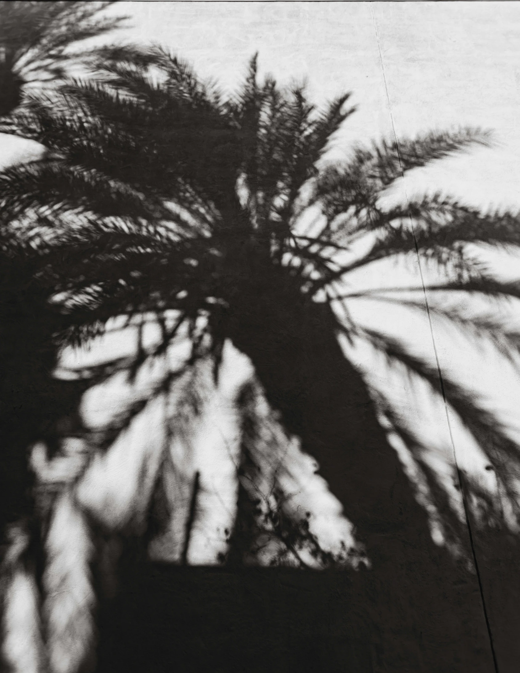 a black and white po of a palm tree with its shadow