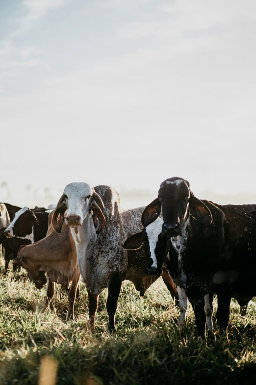 a large herd of goats walking through a lush green field