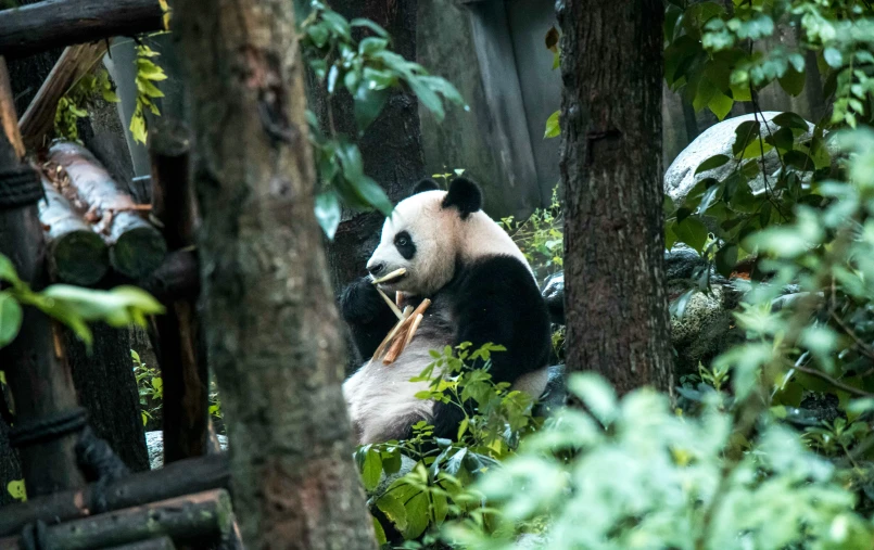 a panda is sitting in the woods eating bamboo