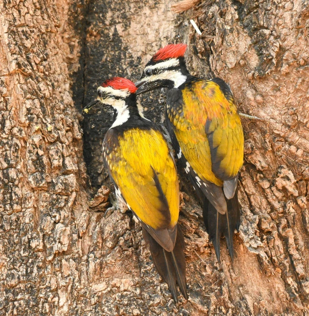 two birds on the side of a tree