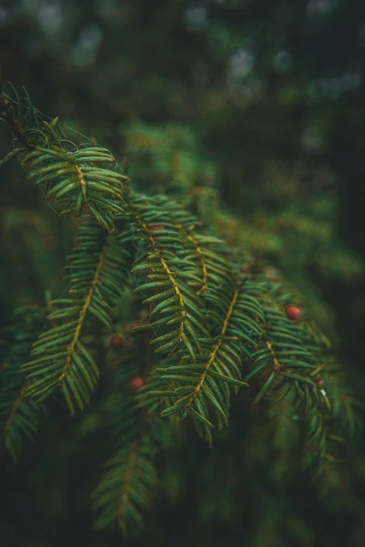 a close up of a tree with needles