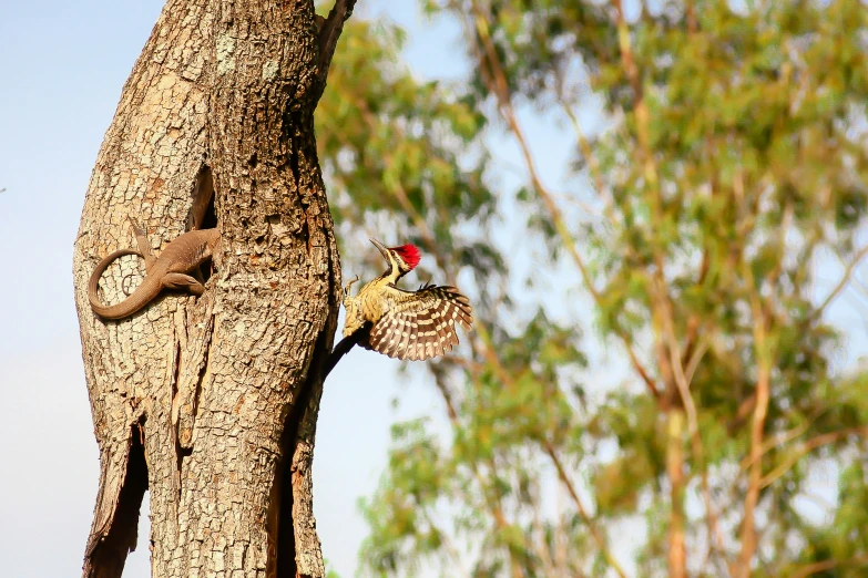 a couple of birds sitting on the side of a tree