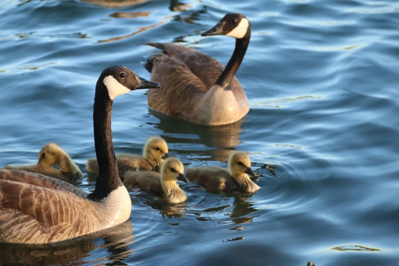 the family ducks are swimming in the water