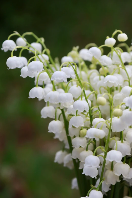 closeup of flowers that have been in the garden