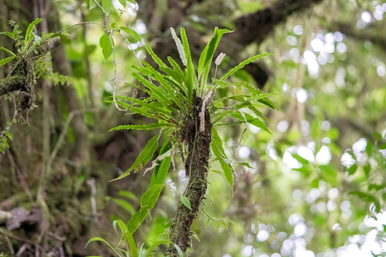 small, green fern leaves are hanging from a tree