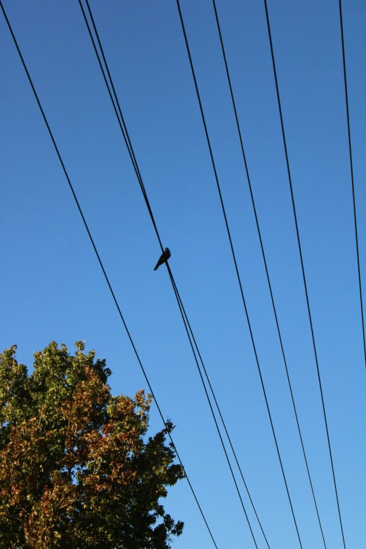 birds sit perched on a telephone pole