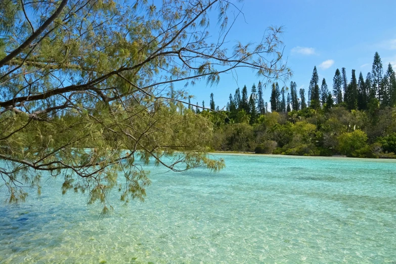 the water in a river is green and clear