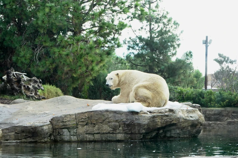 a polar bear is sitting on an ice covered rock