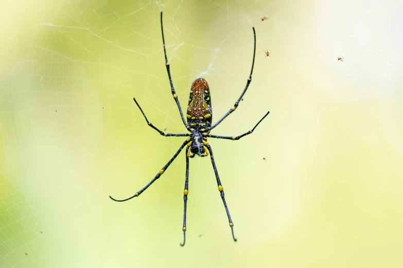 a small spider is sitting on the side of it's web