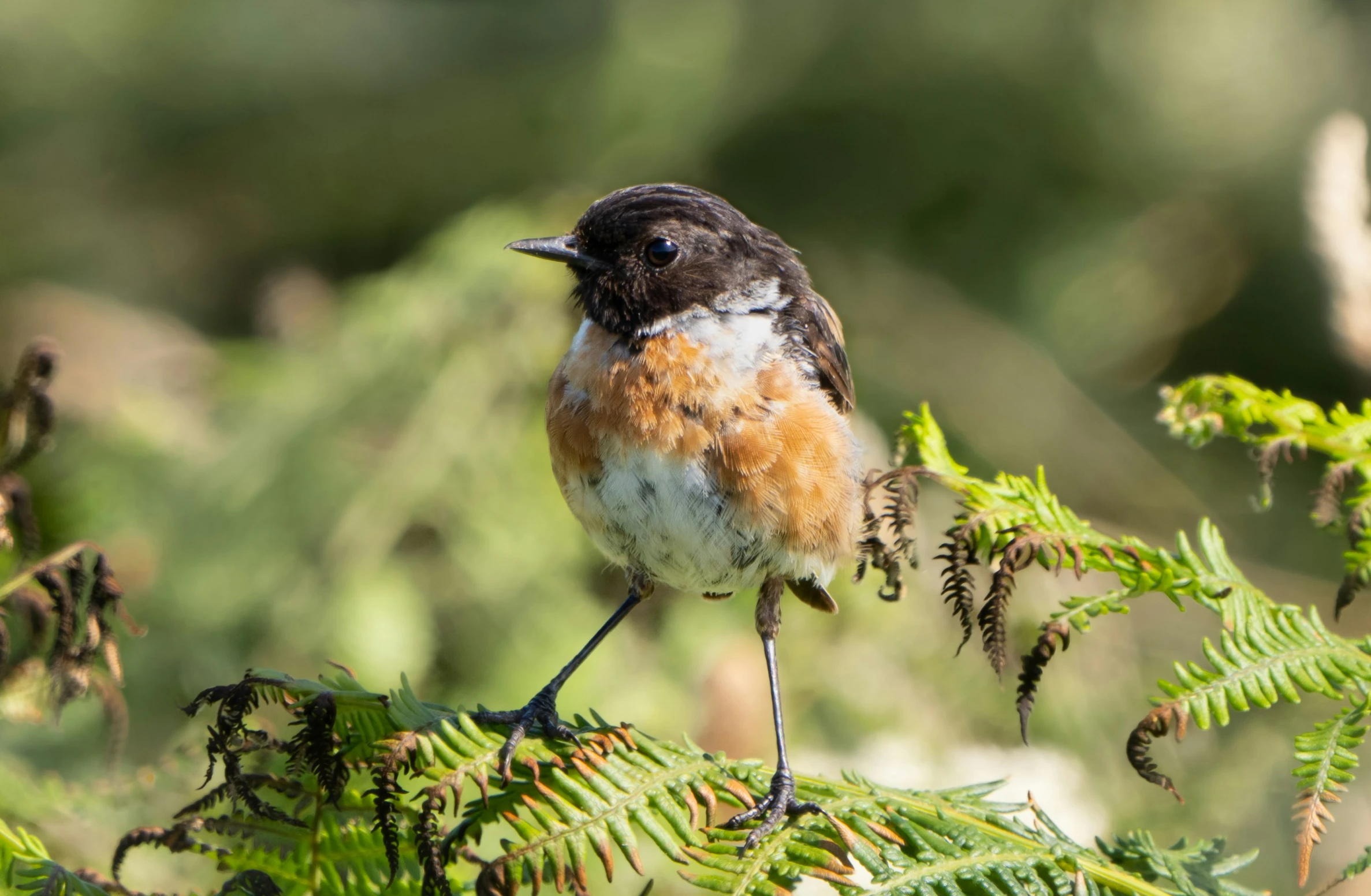 a small bird standing on a nch in front of green foliage