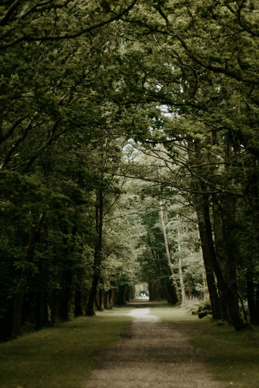 the dirt path has trees on both sides of it