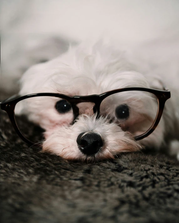 the white dog is laying down with glasses on its face