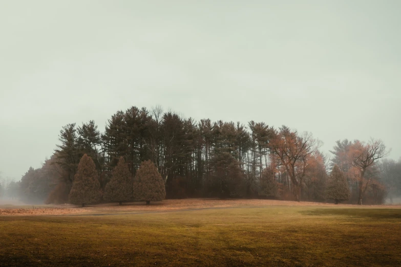 a tree line in the distance in a field with fog